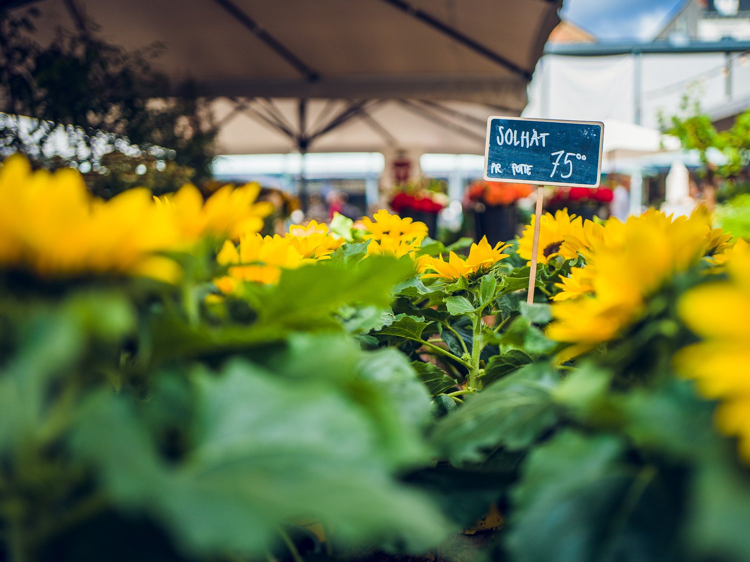 2019_08_L1160983.jpg