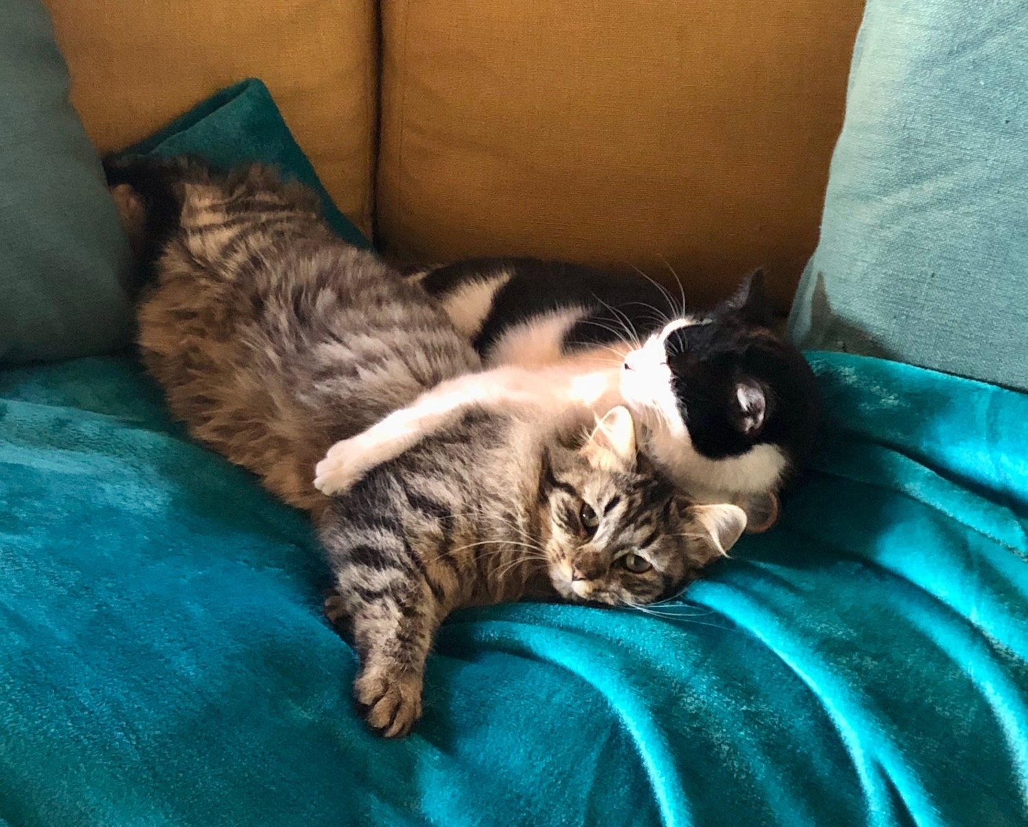 catshug.jpg