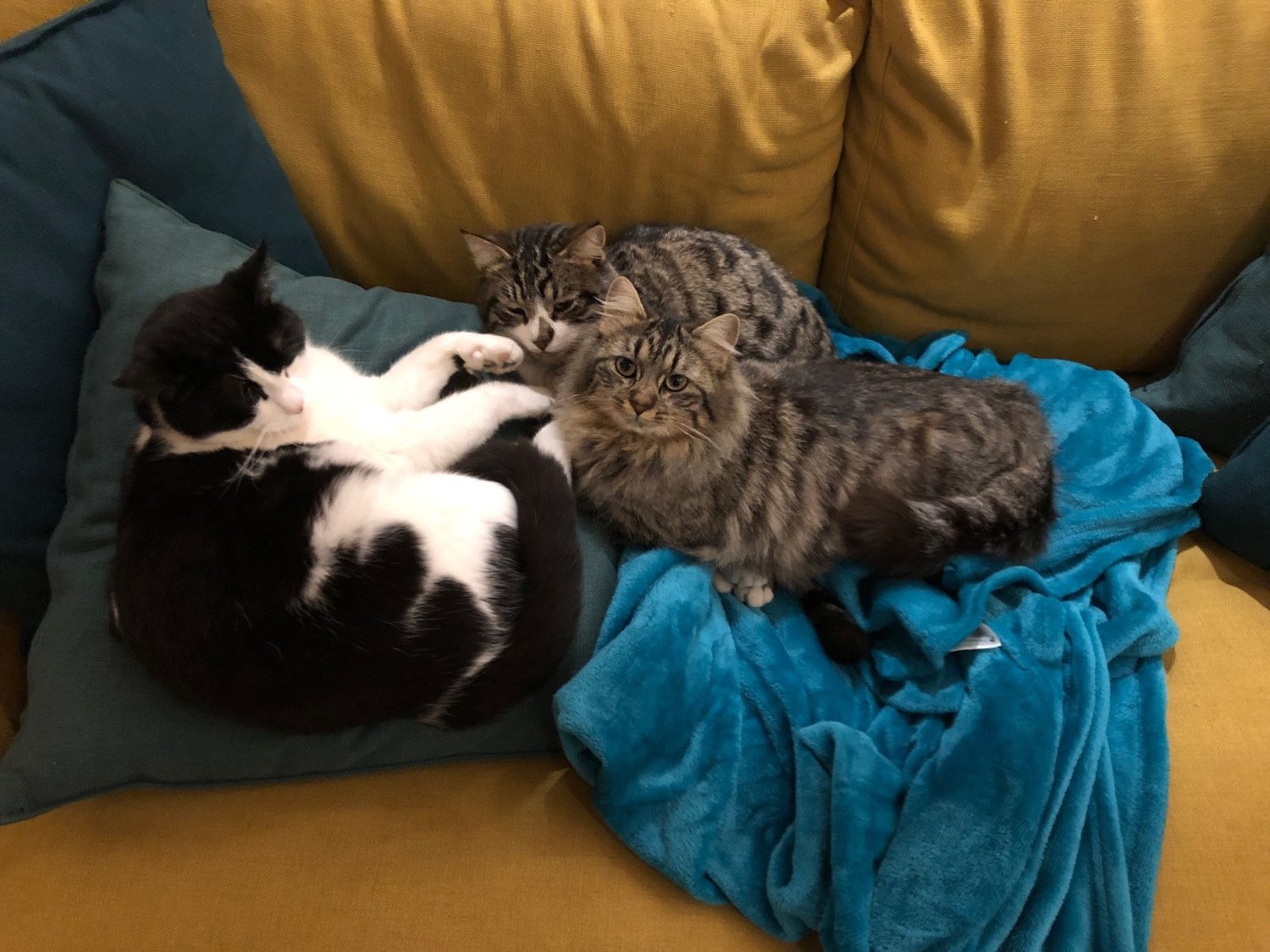 cats2.jpg