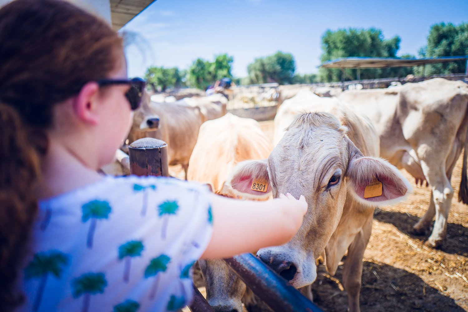  After a brief visit with the cows we got to see (and taste!) how the various types of mozzarella are made from a single batch of milk. 