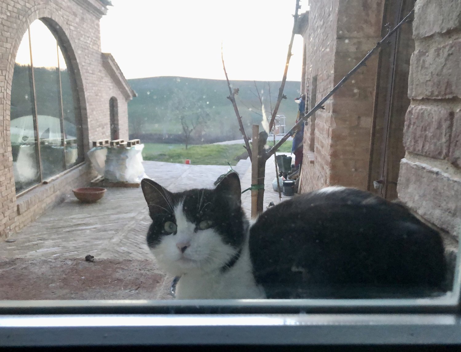 catswindow.jpg