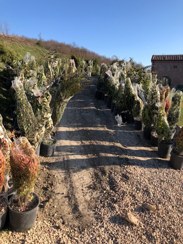 plants.jpg