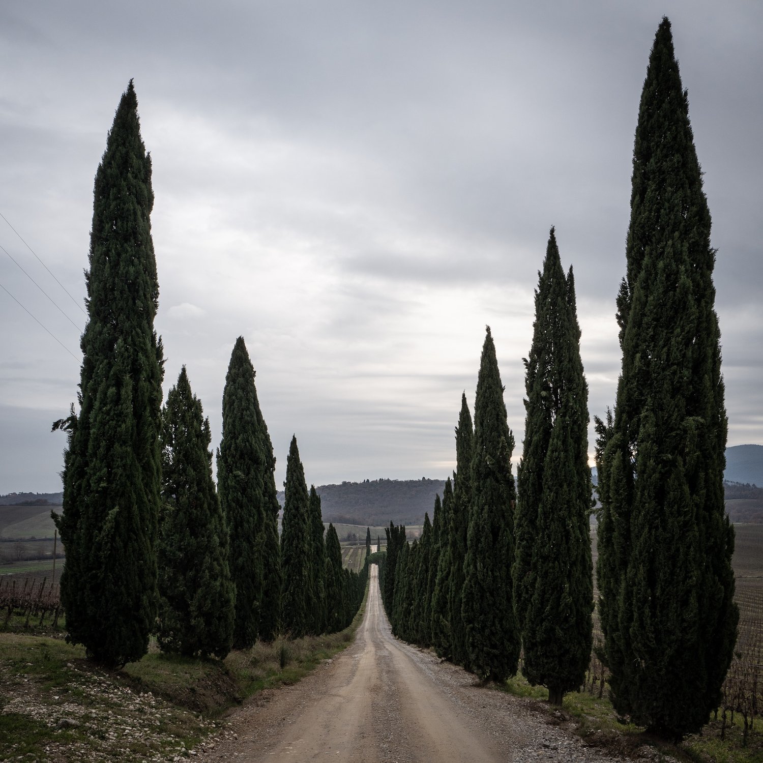 Heading to Castellina in Chianti we stumbled past a classic Tuscan cypress-lined driveway