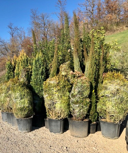 plants4.jpg